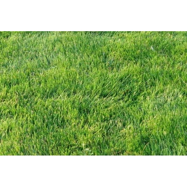 Zenith Zoysia Grass Seeds Lawngrass Seeds Zoysia Grass Seeds 1/8 Lb