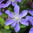 thumbnail image 7 of Clematis Arabella - 4 Live Starter Plants in 2 Inch Growers Pots - Starter Plants Ready for The Garden - Rare Clematis for Collectors, 7 of 7