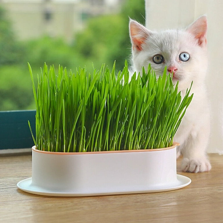 Jiffy cat grass outlet kit