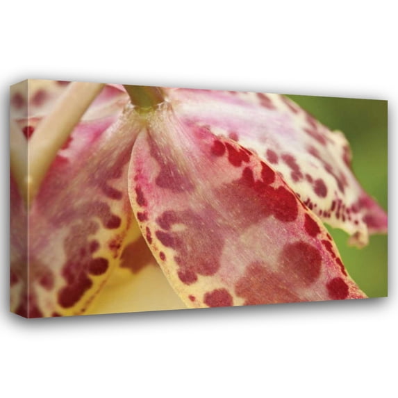 Dana Styber 18x13 Gallery Wrapped Canvas Wall Art Titled - Pink Mist