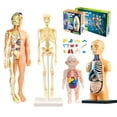 thumbnail image 3 of DIY Mannequin 3D Human Body Model Torso Model Educational Assembly Early Learning Kids Toys Skeleton Anatomy Organ Teaching Tool S, 3 of 6