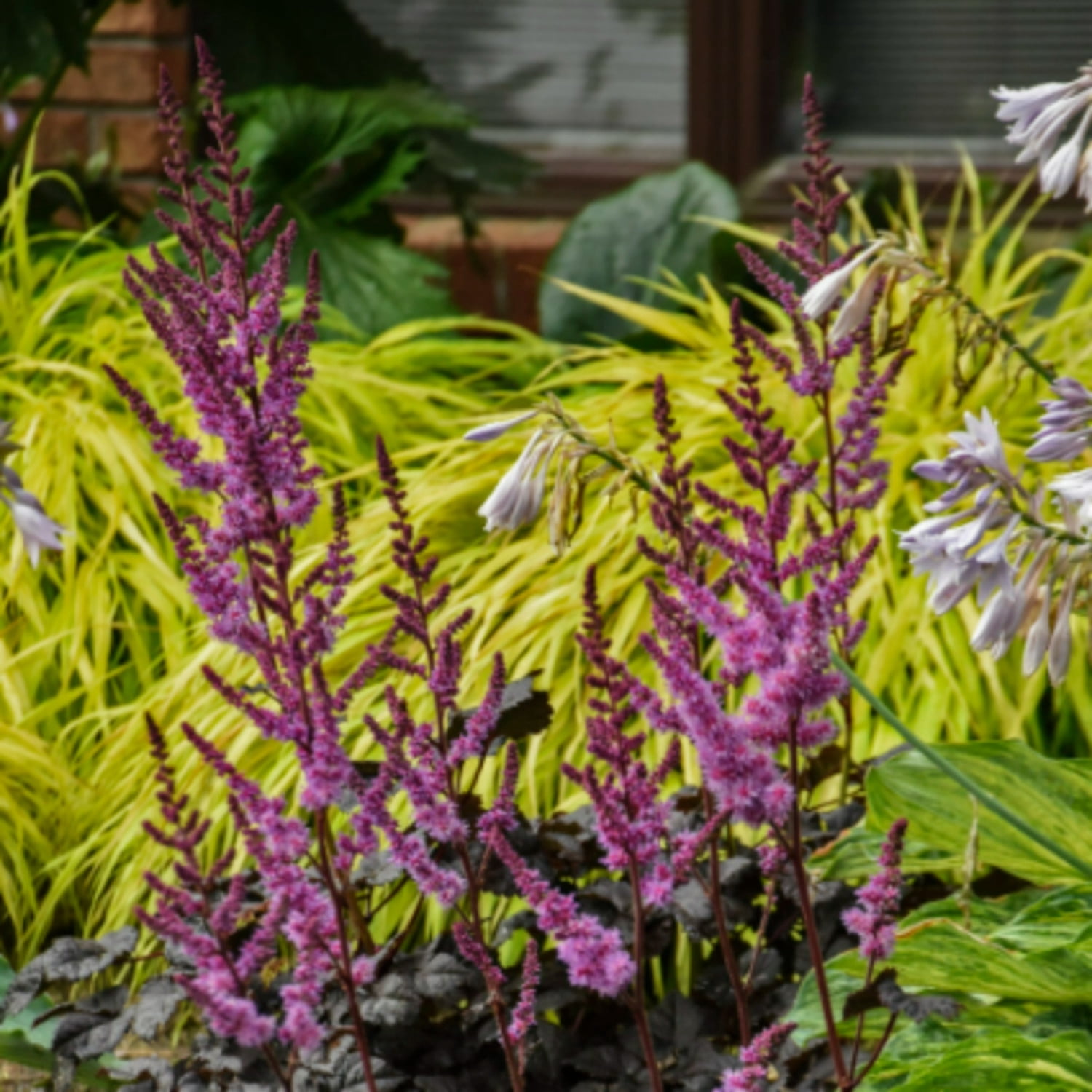 Proven Winners 6" Purple 'Dark Side of the Moon' Astilbe Live Plant in 7.5" Pot