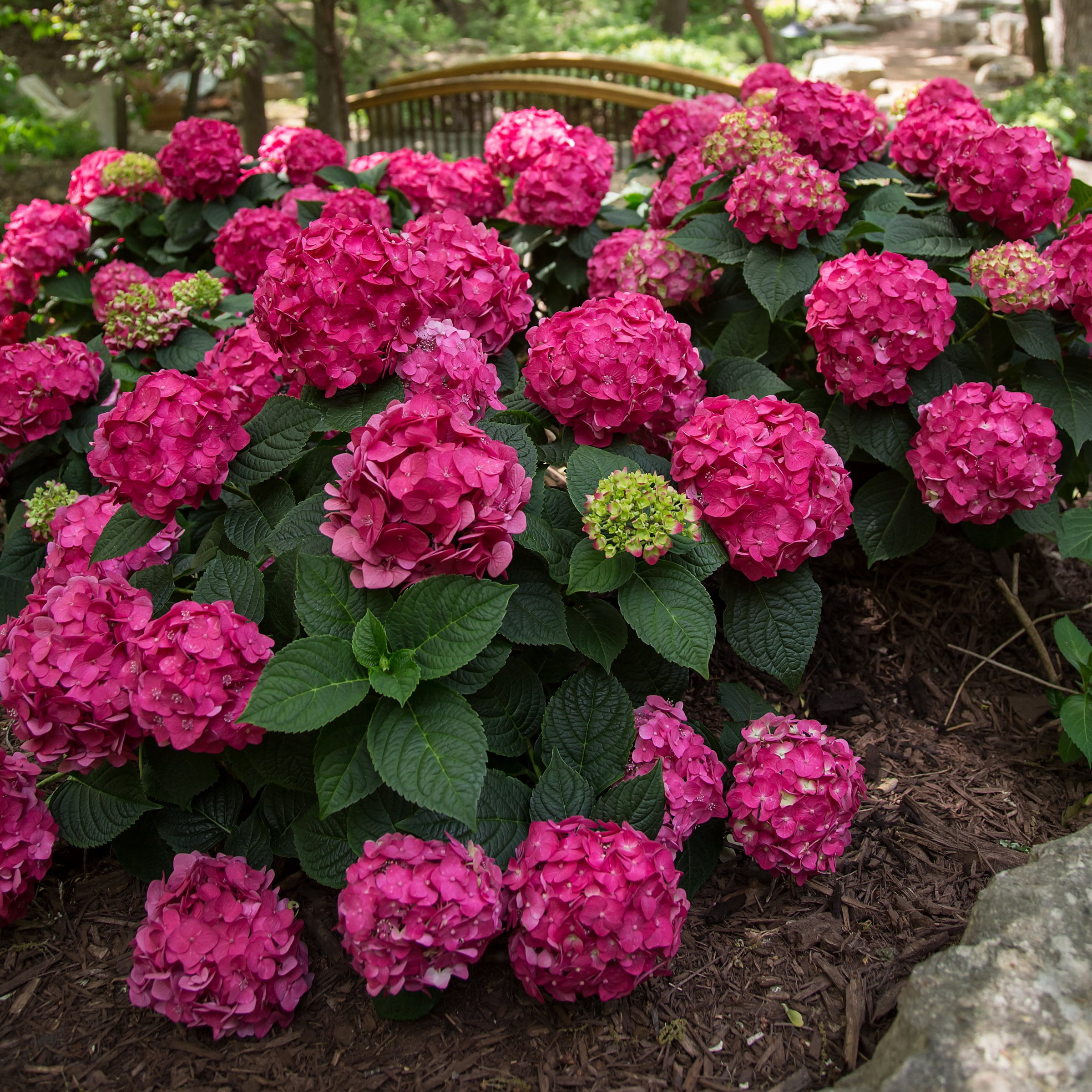 National Plant Network 1 gal. Hydrangea Endless Summer Summer Crush