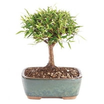 From You Flowers - Narrow Leaf Ficus Bonsai Planter for Birthday, Anniversary, Get Well, Congratulations, Thank You, All Occasions