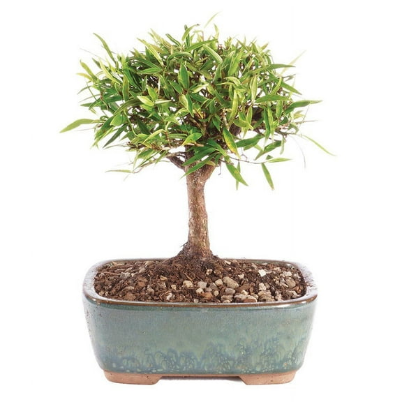 From You Flowers - Narrow Leaf Ficus Bonsai Planter for Birthday, Anniversary, Get Well, Congratulations, Thank You, All Occasions