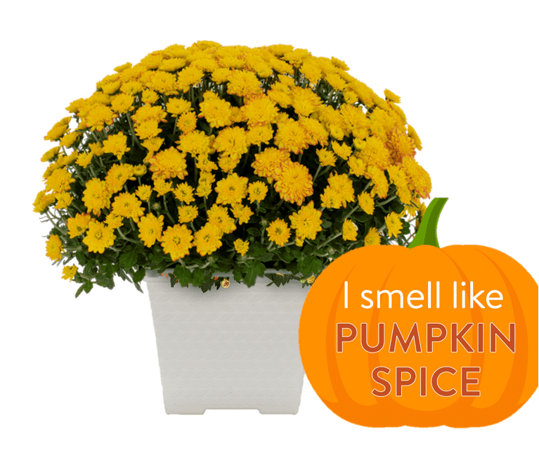 Better Homes & Gardens 1GL Pumpkin Spice Scented Orange Mum (1 Count) Live Plant with Decorative Planter