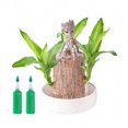 thumbnail image 1 of Lucky Brazilian Wood Stump Fast-growing Mini Tree Good Fortune Decoration Air Purifying Plant Desktop Ornament, 1 of 5