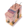 thumbnail image 2 of Human Skin Model Science Biology Education, 1:50, Incluye 25 Diagramas Etiquetados Para El Aprendizaje Y , Suministros De, 2 of 9