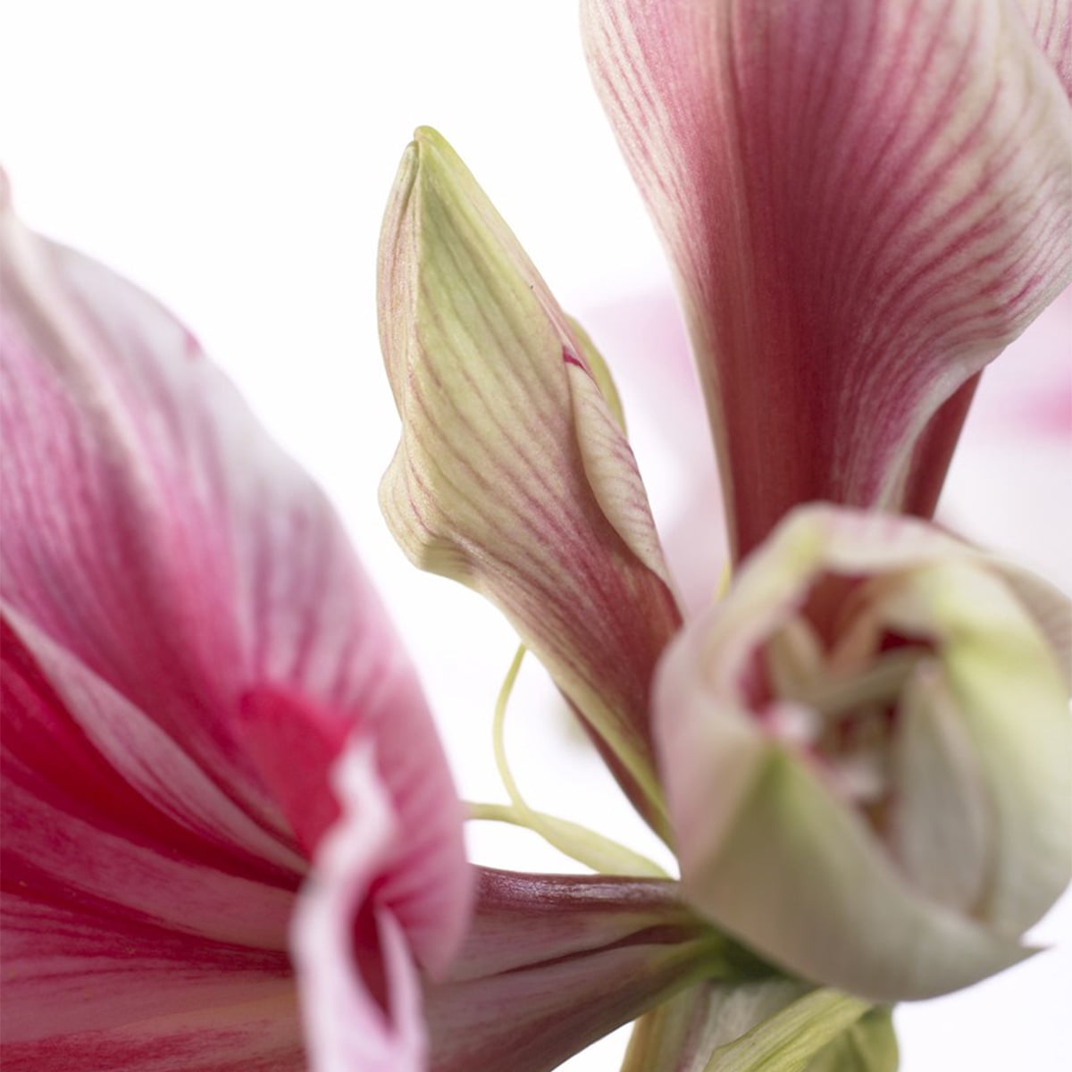Van Zyverden Amaryllis Gervase Set of 1 Bulb Pink Partial Sun Perennial Easy to Grow 1 lb