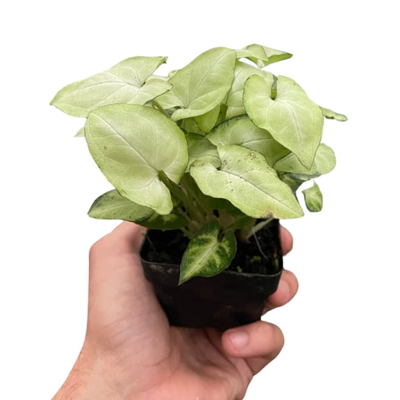 Syngonium 'Moonshine', 3" Pot, Indoor Houseplant, Easy Care, Live Plant for Indoor & Outdoor
