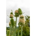 thumbnail image 4 of 75 FULLERS TEASEL Indian Teasel Dipsacus Sativus White Flower Herb Seeds, 4 of 10