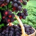 thumbnail image 6 of Set 2 Triple Crown Thornless BlackBerry Plant Live 4-8 Inch Tall, 6 of 6