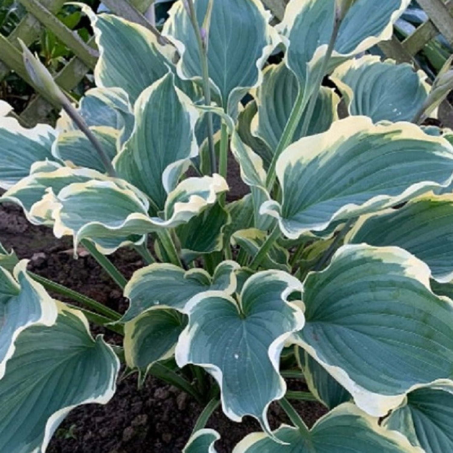 Proven Winners 6" Blue Shadowland 'Hope Springs Eternal' Hosta Live Plant in 6.5" Pot