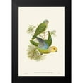 thumbnail image 2 of Gould, John 13x18 Black Modern Framed Museum Art Print Titled - Lime And Cerulean Parrots I, 2 of 5