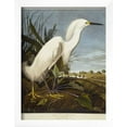 thumbnail image 2 of Snowy Heron or White Egret  Snowy Egret, Framed Art Print Wall Art by John James Audubon Sold by Art.Com, 2 of 6