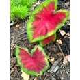 thumbnail image 3 of Frieda Hemple Caladium (2 Bulbs) | Stunning Red with Scarlet Veins, 3 of 9