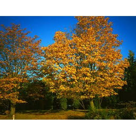 The Dirty Gardener Acer Macrophyllum Bigleaf Maple Trees - 100