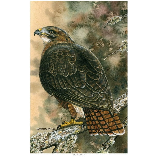Download Red Tailed Hawk Giclee Art Print Poster by Dave Bartholet ...