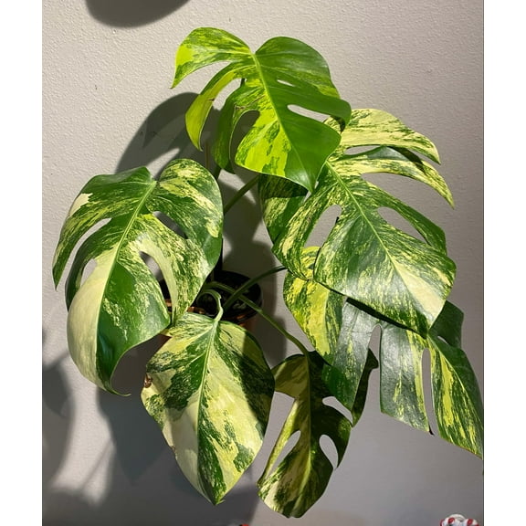 (UG-05)Root in moss 4  leaves- Monstera Delisiosa 'Aurea' Variegated Rare Plant- Get Similar to the picture
