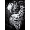 thumbnail image 2 of Jancova, Andrea 17x24 Black Ornate Wood Framed with Double Matting Museum Art Print Titled - Yin and Yang, 2 of 4