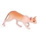 thumbnail image 2 of Modelo de gato sin pelo, simulación vívida, decoración educativa para el hogar, estatua de gato multiusos, 2 of 14