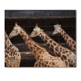 thumbnail image 3 of Designart 'Portrait Of Three Giraffes Running' Farmhouse Print on Natural Pine Wood, 3 of 5