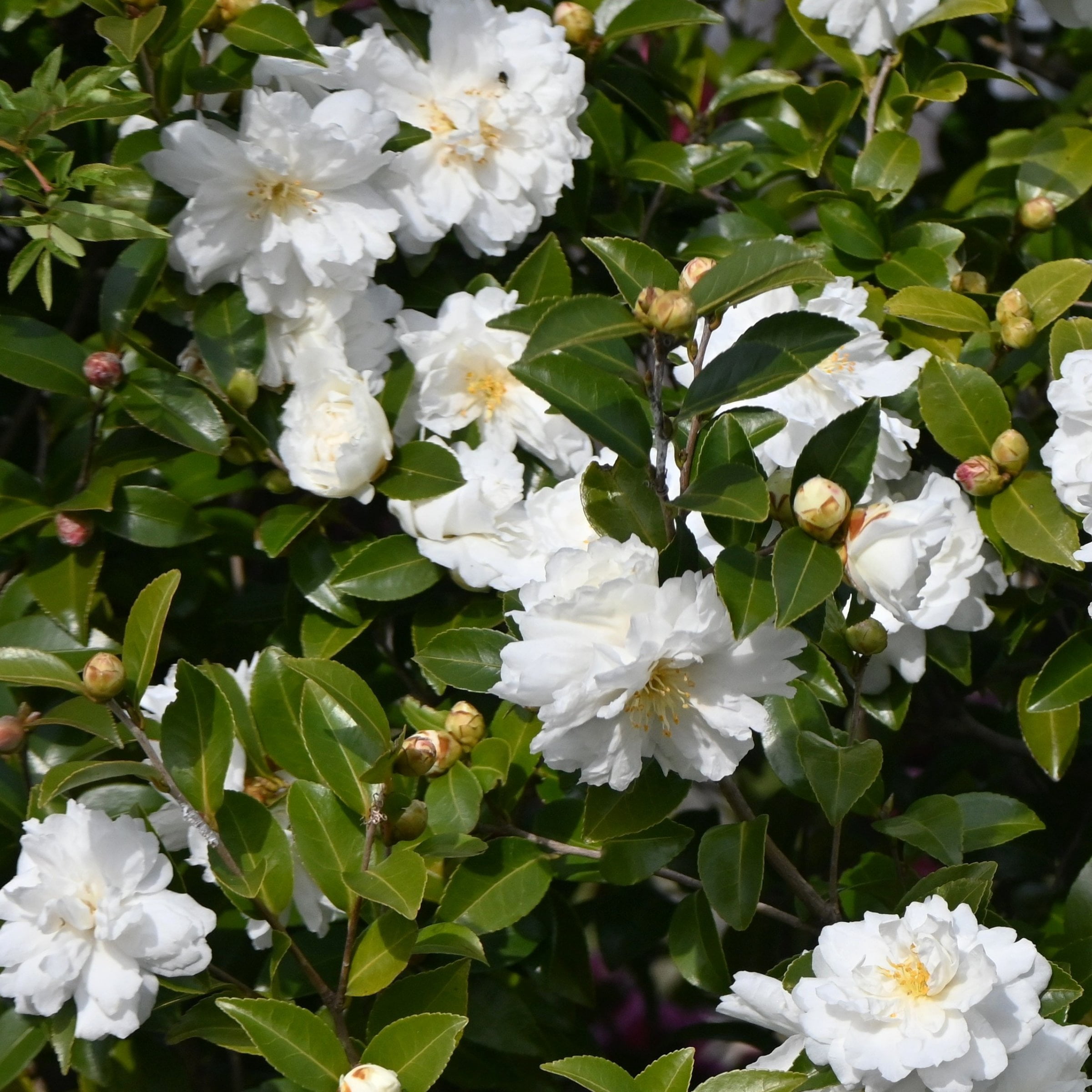 National Plant Network 3 gal. Camellia Sasanqua Asakura Shrub