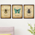 thumbnail image 3 of Pintura Insecto Impresión de Pared Naturaleza Impermeable Sin Agrhramed Art Owlet Animal Poster Decoración Dormitorio Sala de estar Baño 3 unids Inevent HA011003-00, 3 of 7