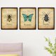 thumbnail image 3 of Pintura Insecto Impresión de Pared Naturaleza Impermeable Sin Agrhramed Art Owlet Animal Poster Decoración Dormitorio Sala de estar Baño 3 unids Methold HA011003-00, 3 of 7