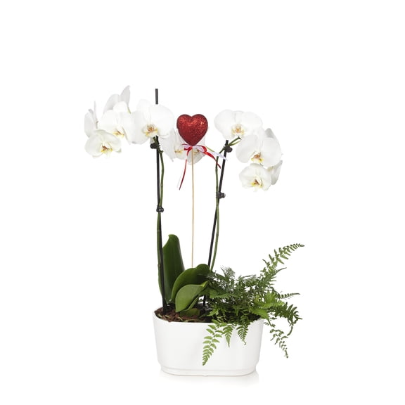 Just Add Ice 30" White Phalaenopsis Live Plant Pot