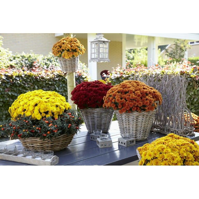 Expert Gardener 8IN Mum Yellow Live Plants Full Sun - Walmart.com