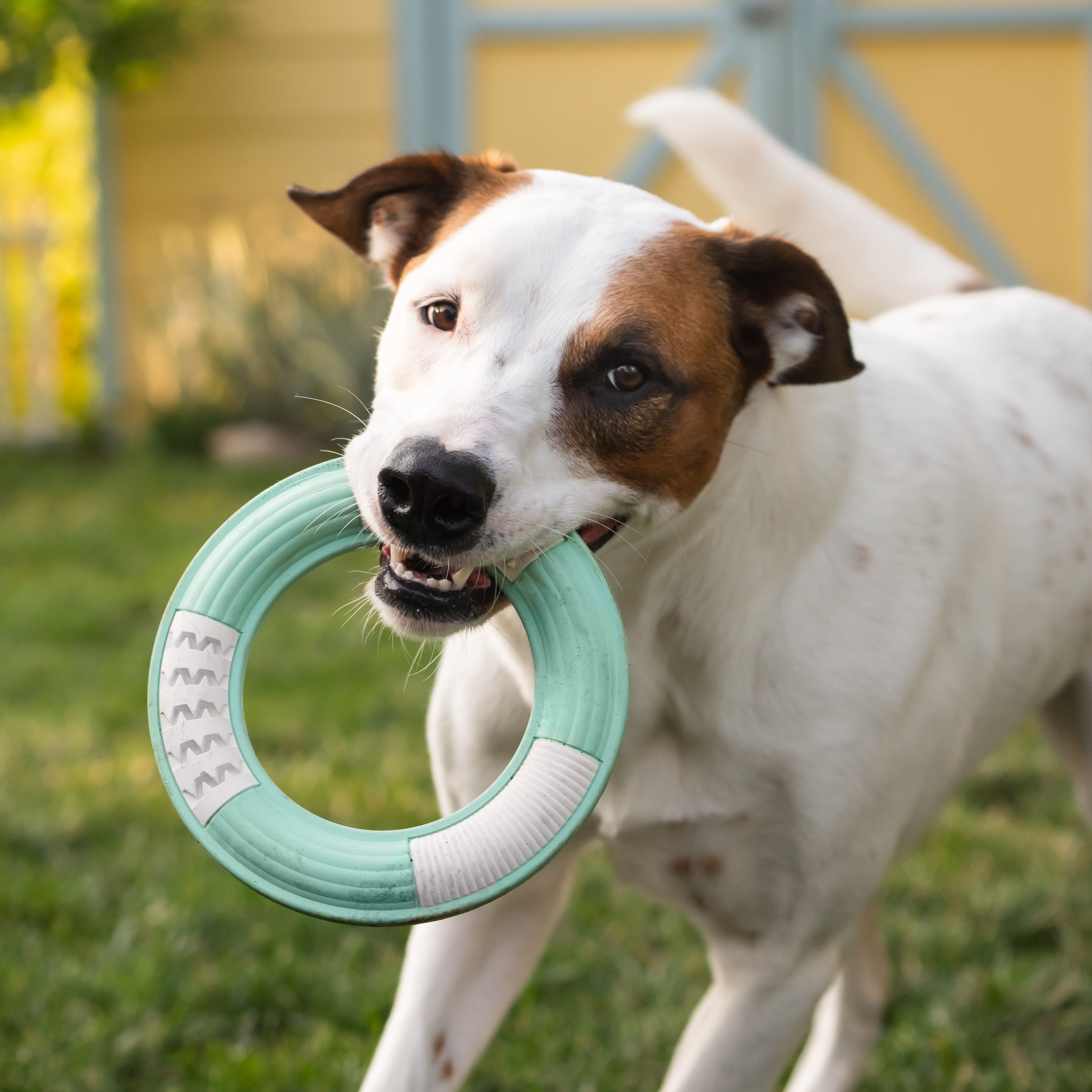 Chew King By Mammoth Dental Dog Toy Collection, Ring Clinically Proven to Remove Plaque
