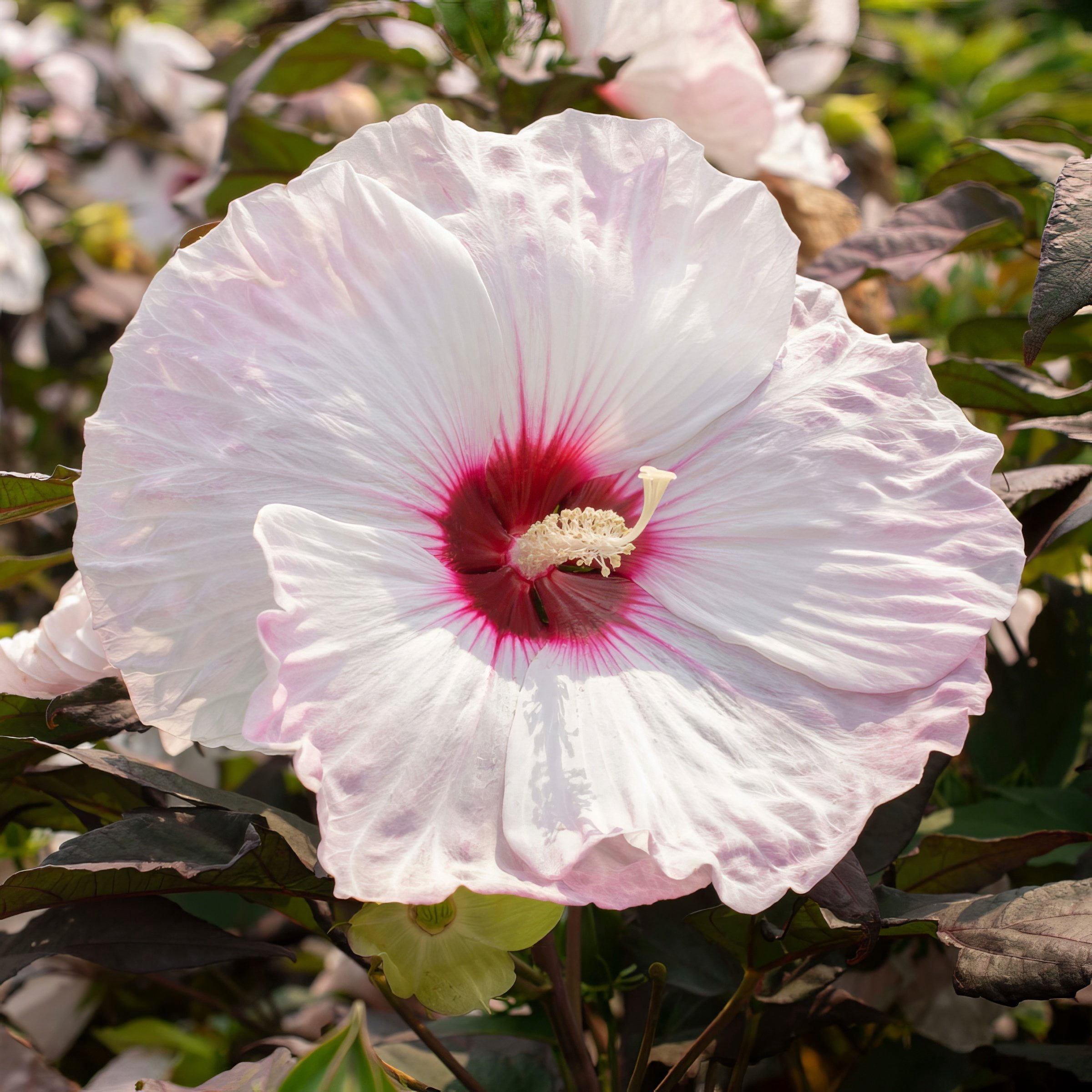 National Plant Network Bare Root Hibiscus Head Over Heels Blush (5-Pack)