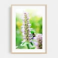 thumbnail image 2 of Bee on Flower 01 - Manhattan New York Photography Nature Floral Insect Wildlife Botanical Garden Summer Unframed Wall Art Print 32 x 48 inches, 2 of 60