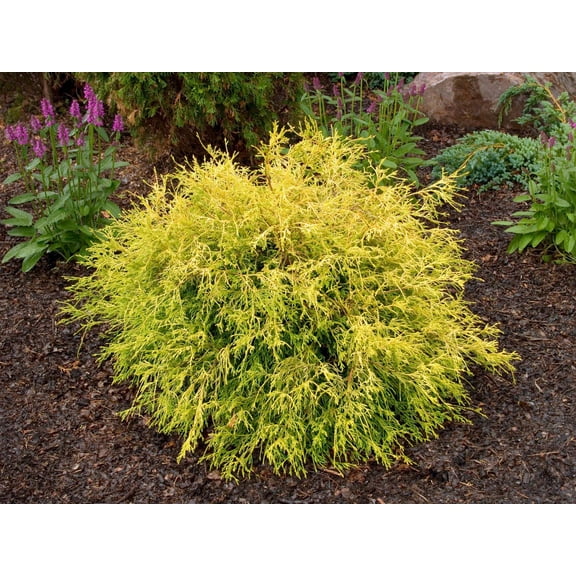 RedCrocus Golden Mop Threadleaf False Cypress (Chamaecyparis pisifera) Live Evergreen Shrub, Dwarf Conifer with Bright Golden Foliage  4" Pot