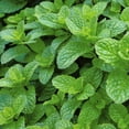 thumbnail image 2 of Live Perennial 4" Herb 'Peppermint' (3-Pack) with Full Sunlight, 2 of 6
