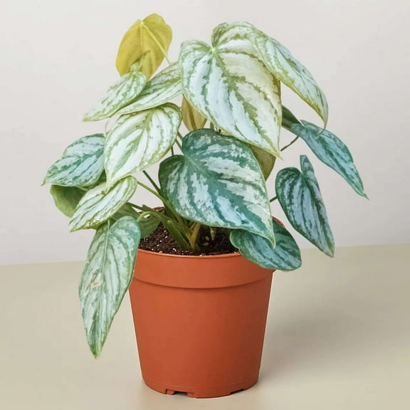 Philodendron Brandi Live Plant for Indoor | Different Houseplants in 4'' & 6'' Pot | Real House Plant for Living Room, Office, Desk & Bathroom | Silver Leaf | brandtianum