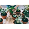 thumbnail image 3 of Premium Assorted Foliage Soil Mix by Gardenera Labs - Nourishing Formula for Impressive Growth and Vibrant Foliage - 5 Quart, 3 of 3