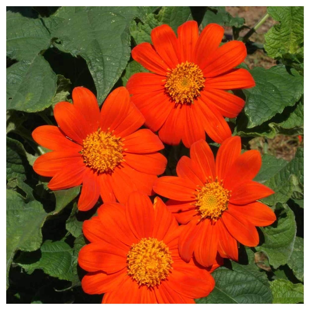 Everwilde Farms - 1 lb Mexican Sunflower Garden Flower Seeds - Gold Vault Bulk Seed Packet