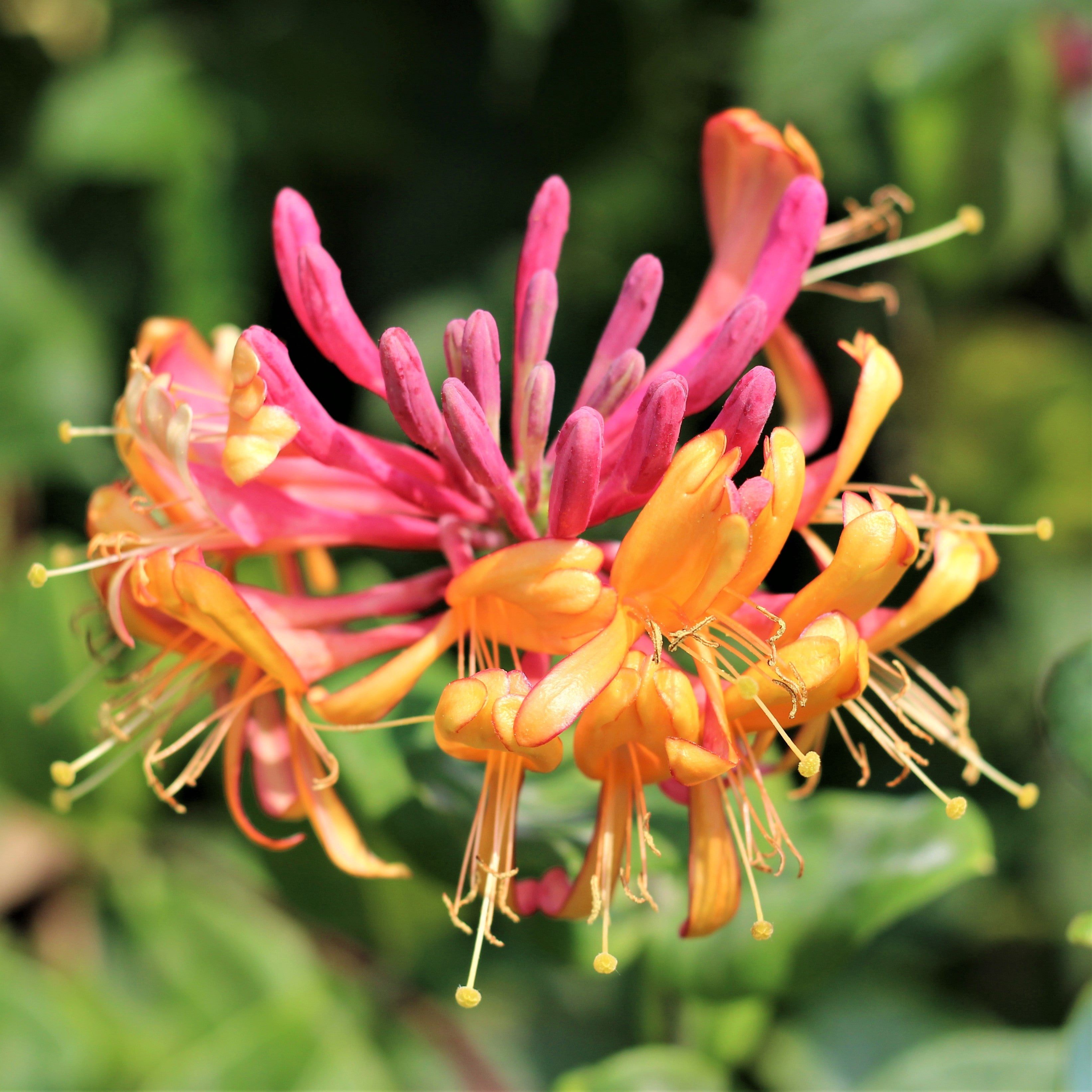 Expert Gardener 2.5QT Honeysuckle Goldflame Live Shrubs Full Sun Yellow