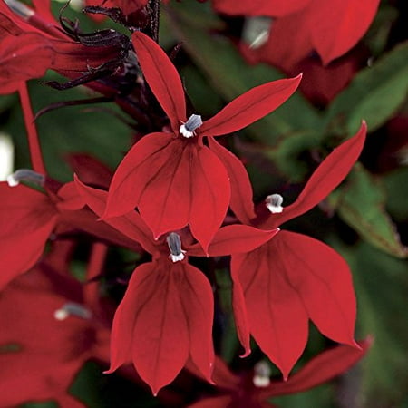 Starship Scarlet Cardinal Perennial Plants - Lobelia - Quart