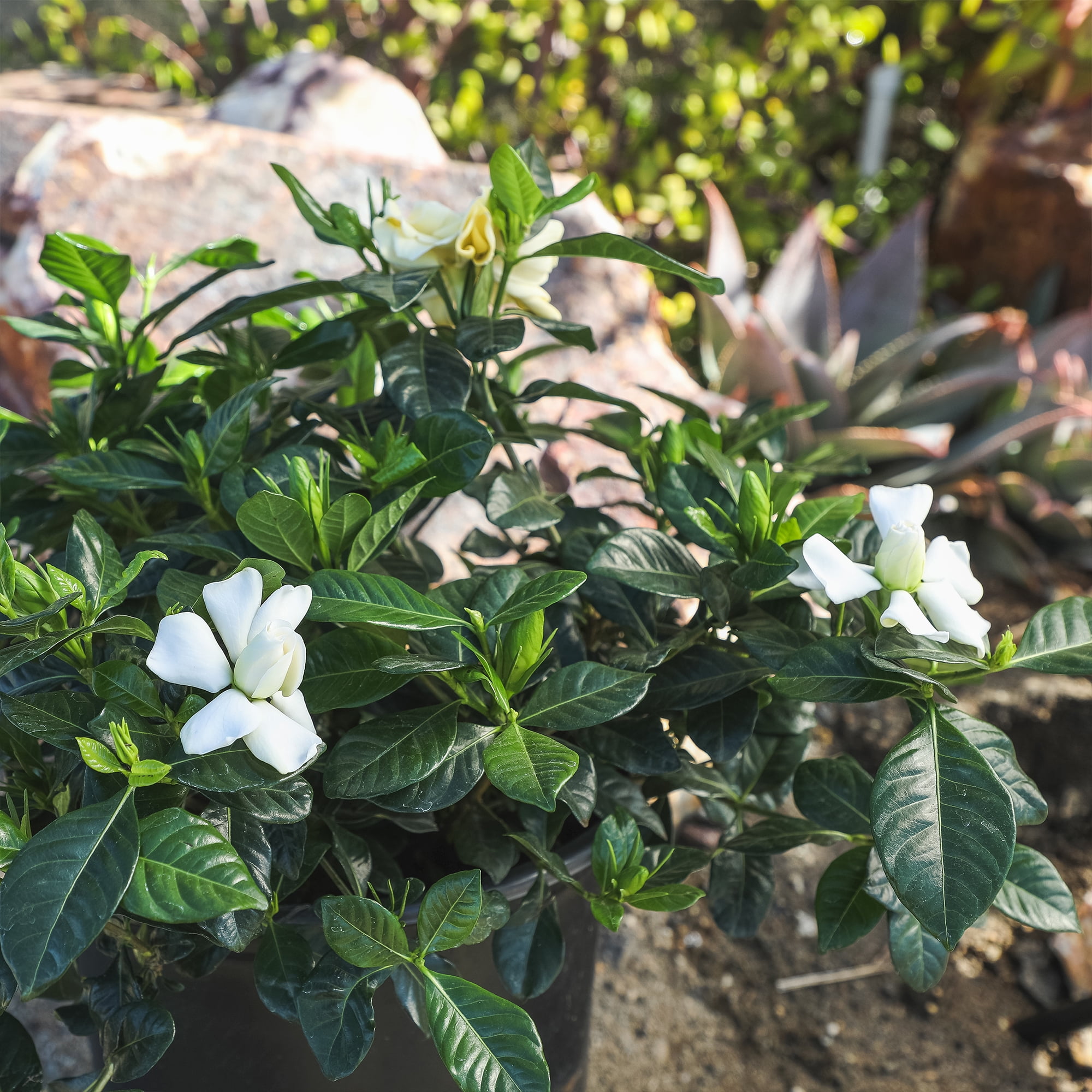 Altman Plants 1Gal Gardenia Jasminoides Live Plant with Grower Pot