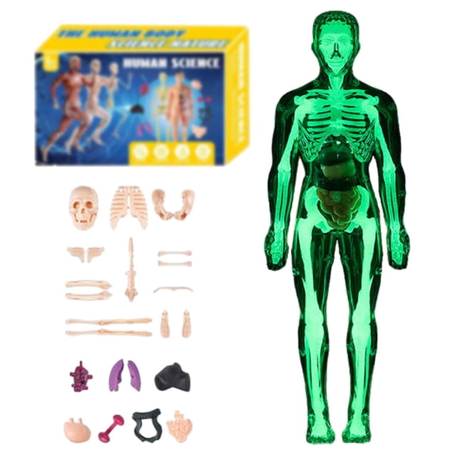 Modèle de Structure du Corps Humain Transparent avec Instructions 29 Pcs Modèle de Squelette Corporel 3D – Amovible