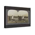thumbnail image 1 of Canvas Print: The 18 -Year-Old Giant, Ralph W. Rose, Breaking Shot-Put Record, 1 of 3