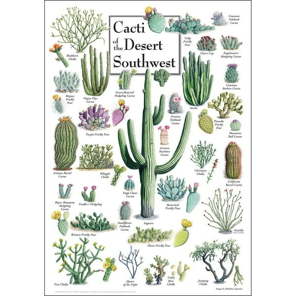 Cacti of The Desert Southwest - Poster Student Animal Poster Birthday Gift Children's Room Poster Bedroom Decor Office Decor Gifts