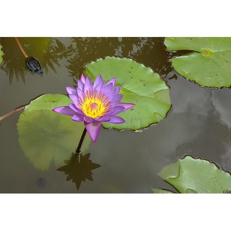 - Canvas Print Waterlily Flower Lily Purple Nature Plant Pond Stretched Canvas 10 x 14