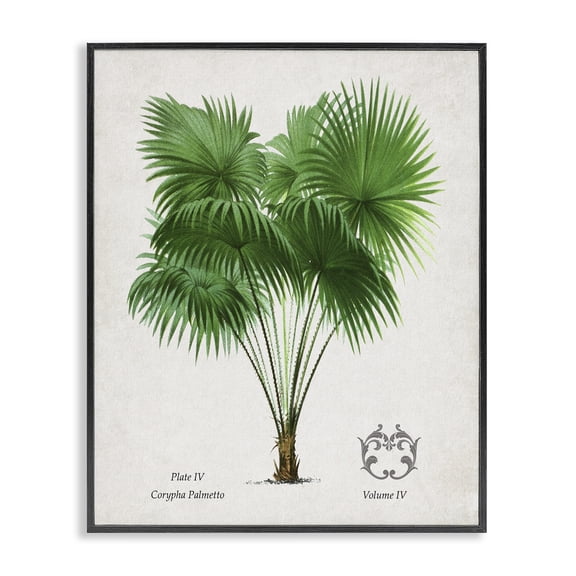 Stupell Industries Tropical Fan Palm Vintage Study Black Framed Giclee Art, 11 x 14, by Val Rhodes