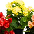 thumbnail image 2 of BubbleBlooms Flowering Rieger Begonia Set of 3 in 4 inch pots Hiemalis Elatior Hardy Begonia grandis tuberosa Mother's Day Plants, 2 of 6