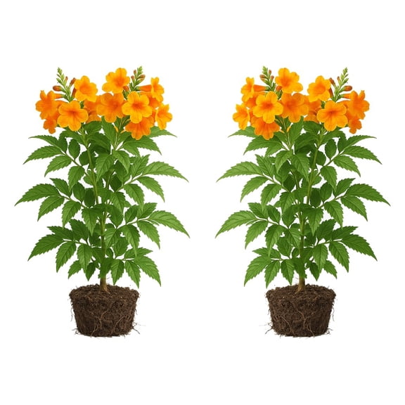 Tecoma Stans Orange Live Plants - 2 Starter Plants, Full Sun, USDA Zones 8-11, Ships Bare Root