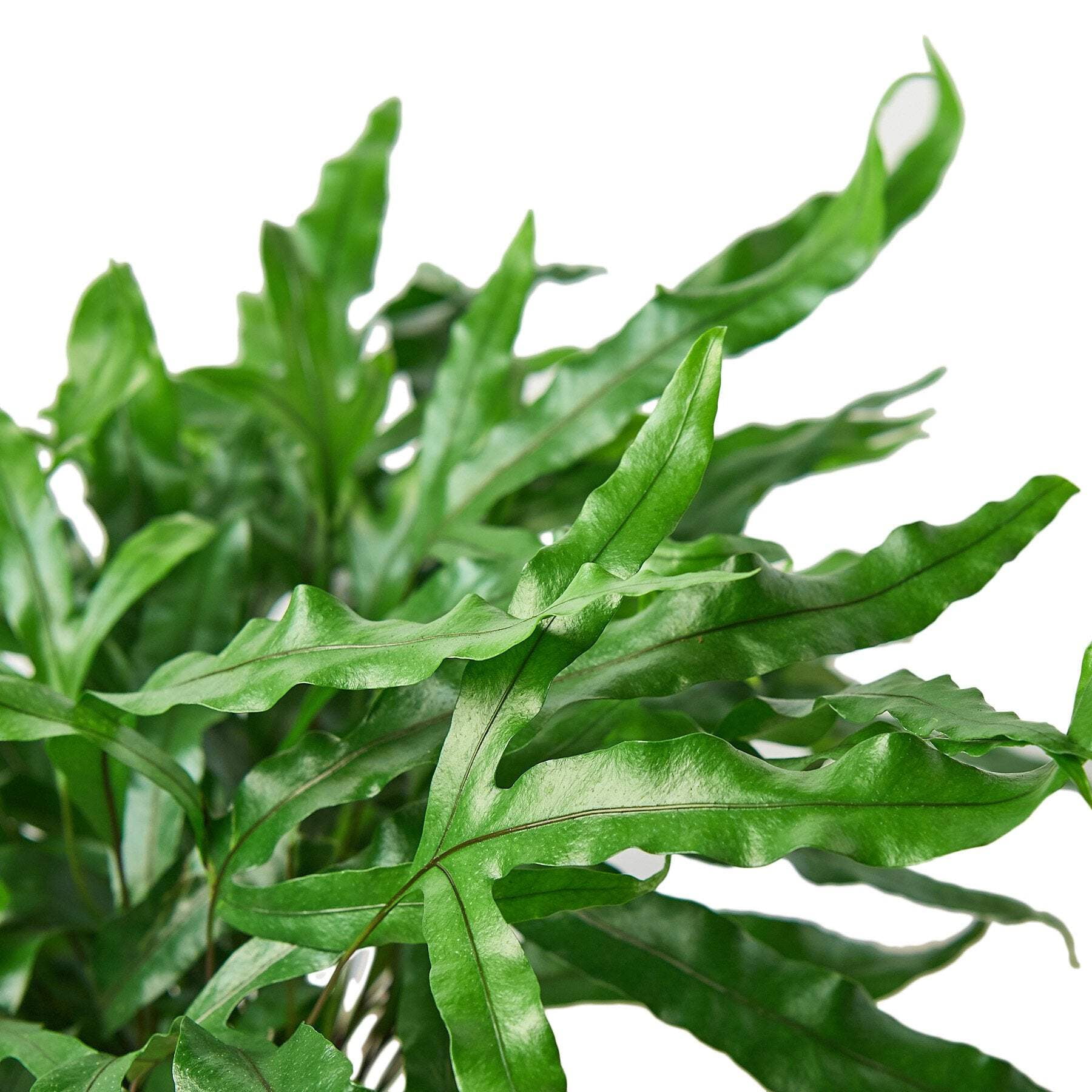Fern 'Kangaroo Paw', 6" Pot, Indoor Houseplant, Easy Care, Live Plant for Indoor & Outdoor